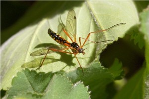 langpootmug-Ctenophora-pectinicornis