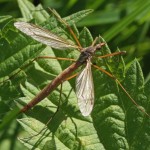 Langpootmug -Tipula paludosa