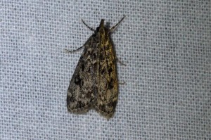 Grasmotten - Nazomergranietmot - Eudonia truncicolella