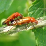 Kleine Rode Weekschildkever, Soldaatje of Rode Weekschild Rhagonycha fulva