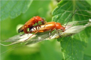 Kleine Rode Weekschildkever, Soldaatje of Rode Weekschild Rhagonycha fulva