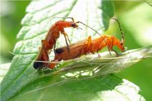 Kleine Rode Weekschildkever, Soldaatje of Rode Weekschild Rhagonycha fulva