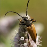 Gewone Smalboktor - Stictoleptura rubra