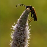 Gewone Smalboktor - Stictoleptura rubra