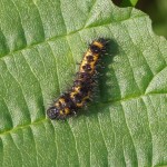 Rups - Goudhaaruil Acronicta auricoma -