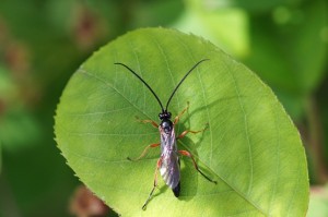 Sluipwesp onbekend - Ichneumonidae indet