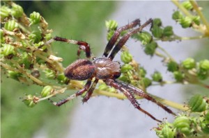 OnbWielwebspin - Marmerspin - Araneus marmoreusekend