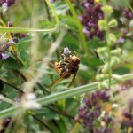 Europese Hoornaar - Vespa crabro