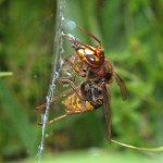 Europese Hoornaar - Vespa crabro