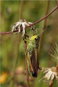 Laddersprinkhaan -Stauroderus scalaris