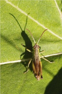 Krasser- Pseudochorthippus parallelus