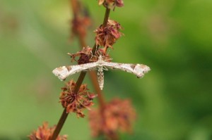 Hoefbladvedermot Platyptilia gonodactyla