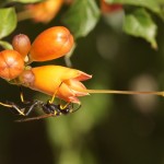 Langsteelgraafwesp -Sceliphron caementarium