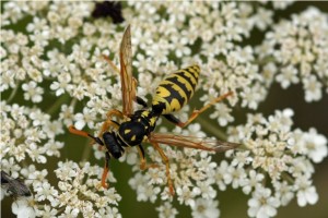 Franse Veldwesp – Polistes dominulus