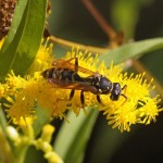 Franse Veldwesp – Polistes dominulus