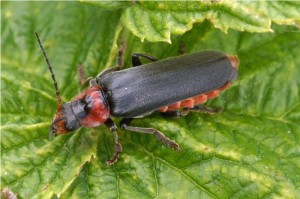 Zwartpootsoldaatje Cantharis fusca