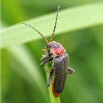 Zwartpootsoldaatje Cantharis fusca