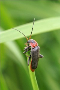 Zwartpootsoldaatje Cantharis fusca