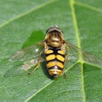 Terrasjeskommazwever Syrphus ribesil