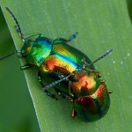 Hennepnetelgoudhaantjes - Chrysolina fastuosa