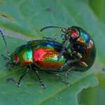 Hennepnetelgoudhaantjes - Chrysolina fastuosa