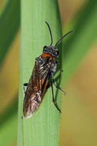 Bladwesp - Dolerus ferrugatus