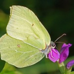 Citroenvlinder - Gonepteryx rhamn