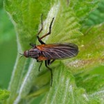 Grote Dansvlieg (Empis tessellata)