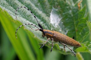 Distelbok -Agapanthia villosoviridescens