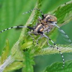 Distelbok Agapanthia villosoviridescens