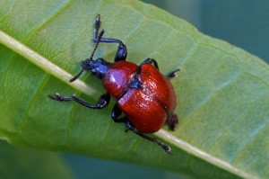 Eikenbladrolkever Attelabus nitens