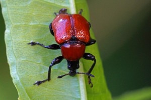 Eikenbladrolkever Attelabus nitens