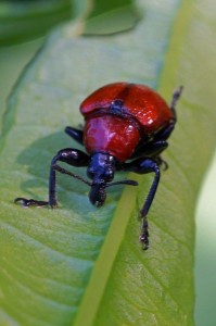 Eikenbladrolkever Attelabus nitens