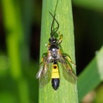 Bladwesp Tenthredo maculata