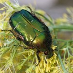 Gouden Tor Cetonia aurata