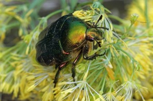 Gouden Tor Cetonia aurata