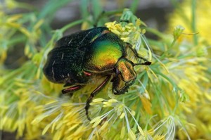 Gouden Tor Cetonia aurata