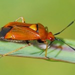 Rode Halsbandwants -Deraeocoris ruber