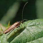 Boskakkerlak - Ectobius sylvestris