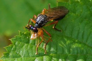 Roofvlieg Glimmende Bladjager -Dioctria cothurnat