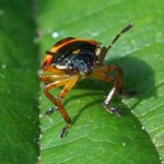 Schildwants Nimf - Zicrona caerulea (Pentatomidae)