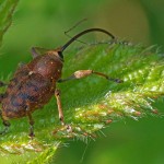 Hazelnootborder Curculio nucum Hazelnootboorder