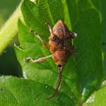 Kleine Eikelboorder Curculio glandium