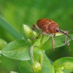 Hazelnootboorder Curculio nucum