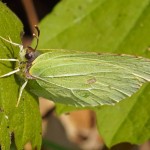 Citroenvlinder - Gonepteryx rhamn