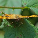 Gehakkelde Aurelia - Polygonia c-album