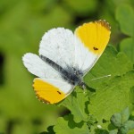 Oranjetipje - Anthocharis cardamines