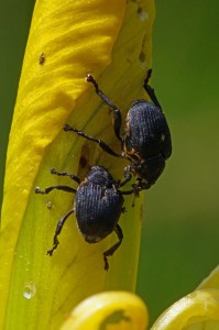 Lissnuitkever / Lisboorder Mononychus punctumalbum