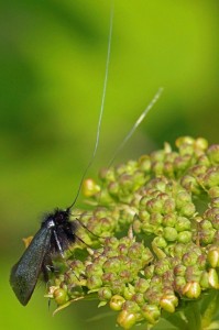 Smaragdlangsprietmot -Adela reaumurella