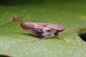 Cicade - Aphrophora alni